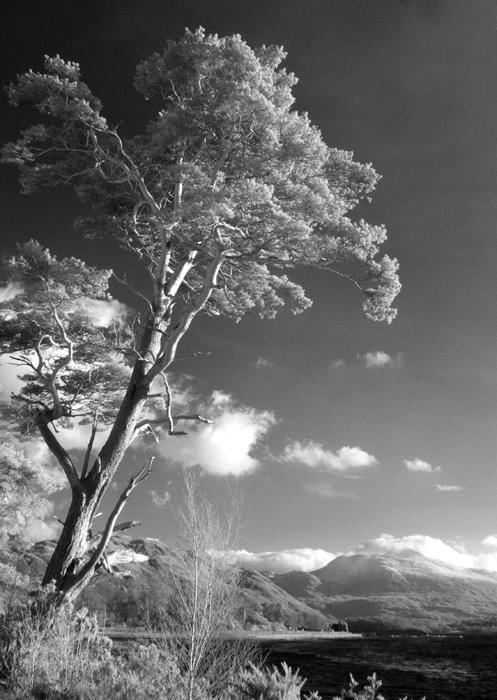 Tree, loch, mountains
