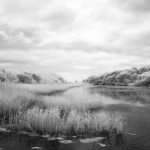 Bosherston Lily Ponds