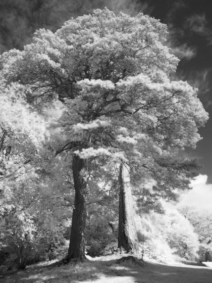 Trees