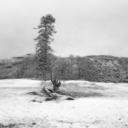 Half-fallen tree