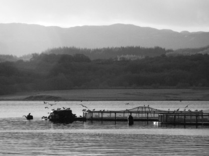 fish farm cage