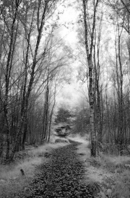 Woodland path