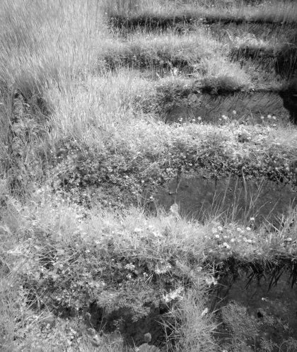 Graveslabs overgrown with grasses and flowers