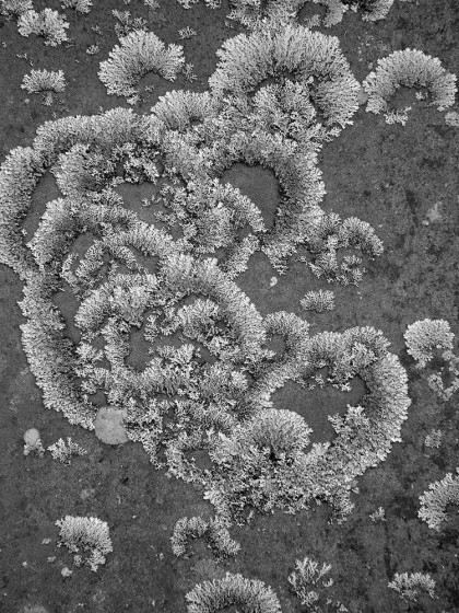 Lichen