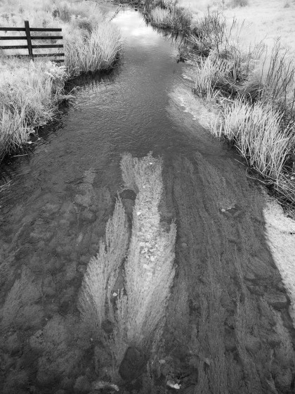 Riverweed